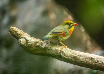 Red-billed Leiothrix (Leiothrix lutea) in the Himalayas
