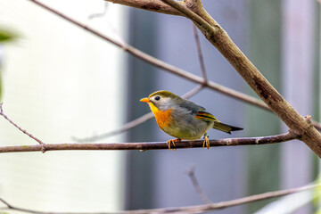 Red-billed Leiothrix (Leiothrix lutea) in the Himalayas