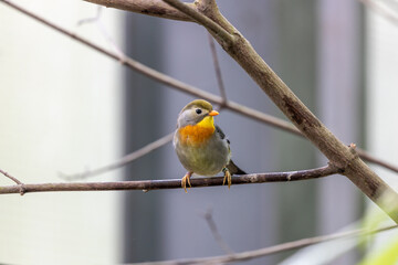 Red-billed Leiothrix (Leiothrix lutea) in the Himalayas