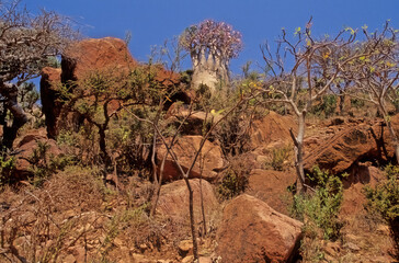 Adenium obesum Socotranum Socotra Yemen