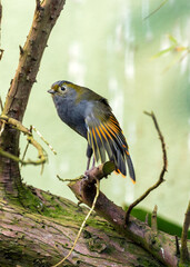 Red-billed Leiothrix (Leiothrix lutea) in the Himalayas