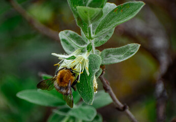 Macrophotography of a bumblebee with yellow-tailed plumage pollinating and collecting nectar on a white wildflower