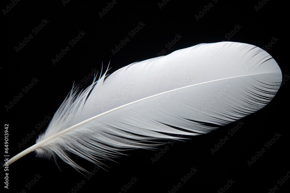Poster A simple and elegant image of a white feather on a black background. Perfect for adding a touch of sophistication to any design project.