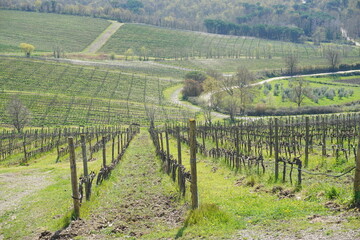 vi&ntilde;edo de la Toscana, que es un terreno dedicado al cultivo de vides (plantas de uva)