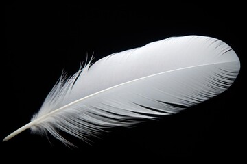 A simple and elegant image of a white feather on a black background. Perfect for adding a touch of sophistication to any design project.
