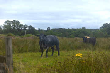 Along the West Highland Way