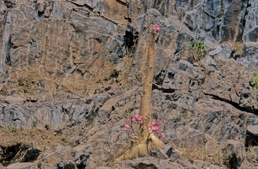Adenium obesum Socotranum Socotra Yemen