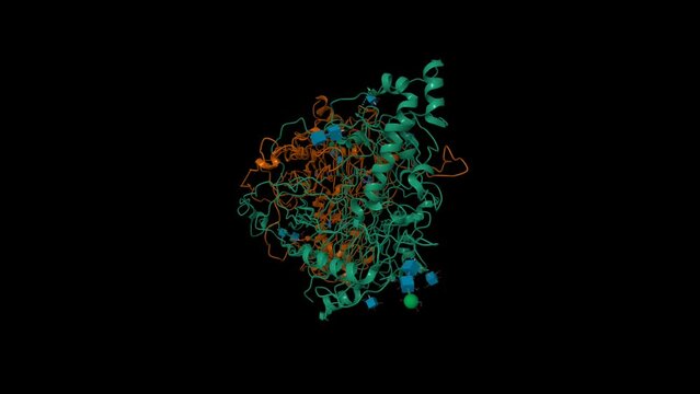 Native structure of soluble human primary amine oxidase AOC3. Animated 3D cartoon and Gaussian surface models, chain id color scheme, PDB 2y73, black background
