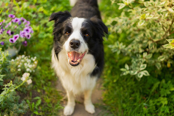 Outdoor portrait of cute smiling puppy border collie sitting on park background. Little dog with funny face in sunny summer day outdoors. Pet care and funny animals life concept