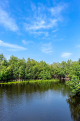 Obraz na płótnie Canvas An evocative photograph of a scenic mangrove forest hugging the edge of a tranquil lake, with the brilliant blue sky creating a stunning backdrop.