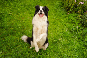 Naklejka na ściany i meble Outdoor portrait of cute smiling puppy border collie sitting on park background. Little dog with funny face in sunny summer day outdoors. Pet care and funny animals life concept