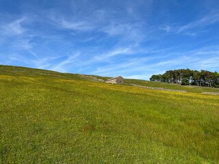 Old farm building, high on the hillside, with wild plants, a dry stone wall, and trees near, Oughtershaw, UK