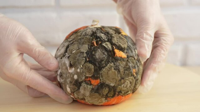 Scientist wearing gloves picks up orange pumpkin infected with dangerous black mold and examines it from different sides on wooden table. Close-up of spoiled rotten food product dangerous to health.