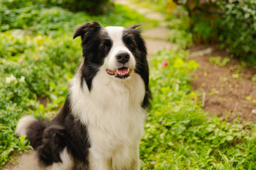 Outdoor portrait of cute smiling puppy border collie sitting on park background. Little dog with funny face in sunny summer day outdoors. Pet care and funny animals life concept