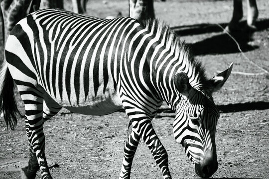 A zebra walking in the Utah's Hogle Zoo, enclosure.