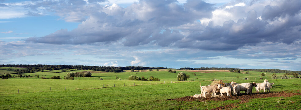 beautiful evening sunlight on countryside with cows near Verdun in the north of France