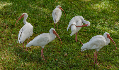 white egret in the park