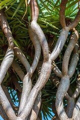 Dragon Tree