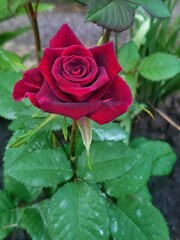 blossoming lush buds of dark red roses close-up