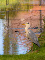 A great blue heron stands in the sun at the water's edge