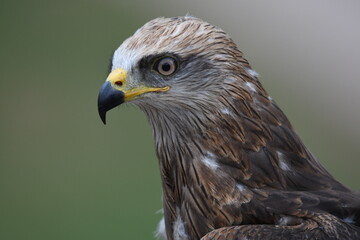 retrato aguila