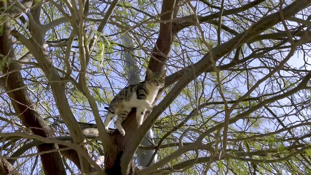 The simple white and gray cat slowly walks along the branches of a tree