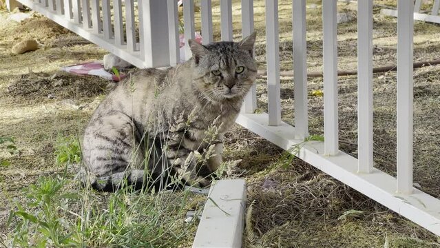 Striped gray homeless cat sits near a metal fence and says meow