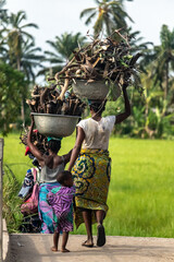 A village woman shows ingenuity, effortlessly carrying firewood in a basin balanced on her head..