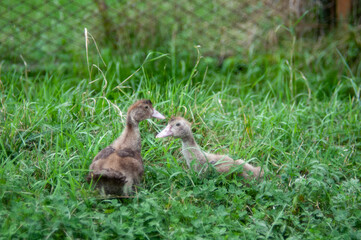 Two little geese are walking on the green grass. Horizontal shot.