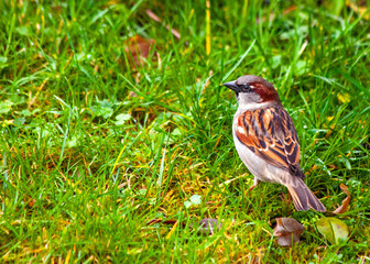 House Sparrow (Passer domesticus) in Dublin, Ireland