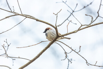 House Sparrow (Passer domesticus) in Dublin, Ireland
