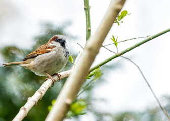 House Sparrow (Passer domesticus) in Dublin, Ireland