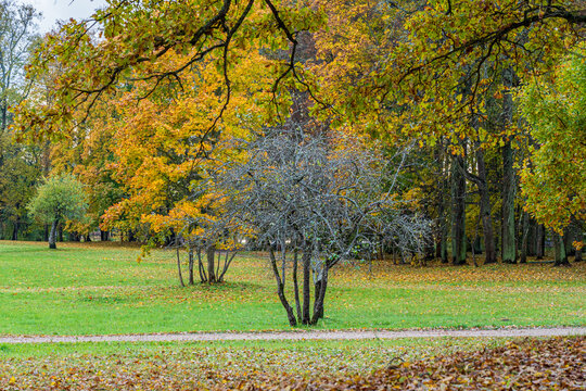 autumn view with colourful leaves, grey apple tree without leaves in the centre