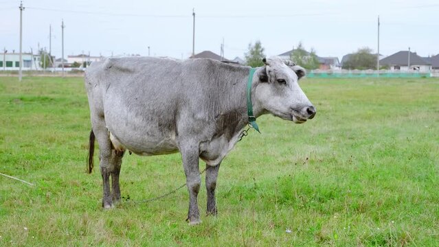 Grey cow eating green grass on the field. One animal looking at the camera. Cattle farmland. Close-up. Nature life. Livestock in the meadow. Organic food.