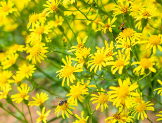 yellow flowers background