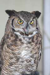 Owl perched on a falconers glove