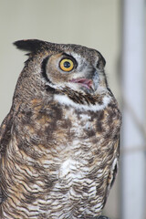 Owl perched on a falconers glove yawning