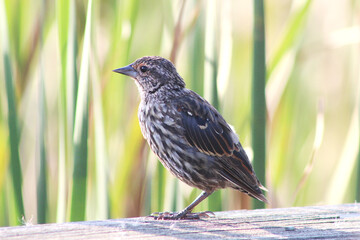 blackbird on a fence