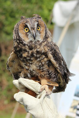 Owl perched on a falconers glove