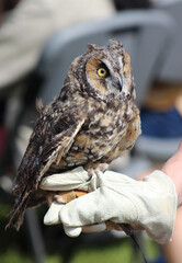 Owl perched on a falconers glove