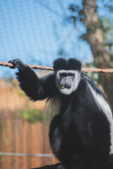 An old world Colobus Monkey, with black and white fur, at the Utah Zoo enclosure. 