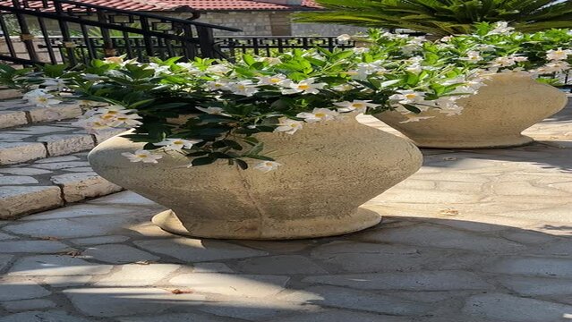 Dipladenia mandevilla white flowers in flower pots, vertical video.