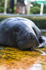 Amazonian manatee. Trichechus inunguis
