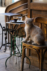 blind cat sitting on a wooden chair in a coffeehouse in the streets of cairo
