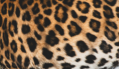 Close up look of a brightly colored leopard pattern fur.  