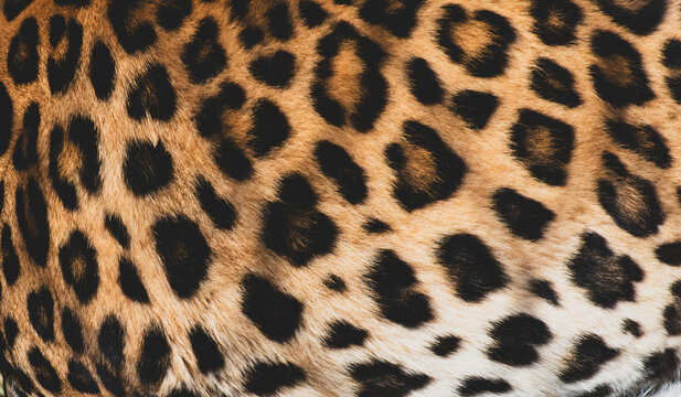 Leopard Pattern Images – Browse 6,970 Stock Photos, Vectors, and Video