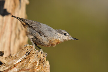 Krüper`s Nuthatch on a tree stump, green background.