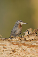 Krüper`s Nuthatch on a tree stump, green background.
