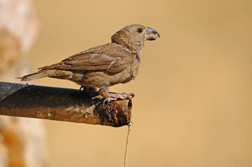 Red Crossbill drinking from the fountain.