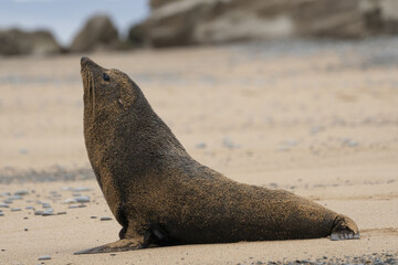 New Zealand seal up close on a beach